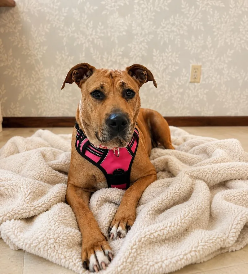 A young medium-sized female Mixed Breed dog named Deb for adoption in Savage, MN