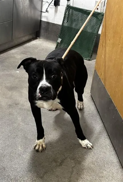 A young large-sized male Boxer dog named Johann for adoption in Upper Marlboro, MD