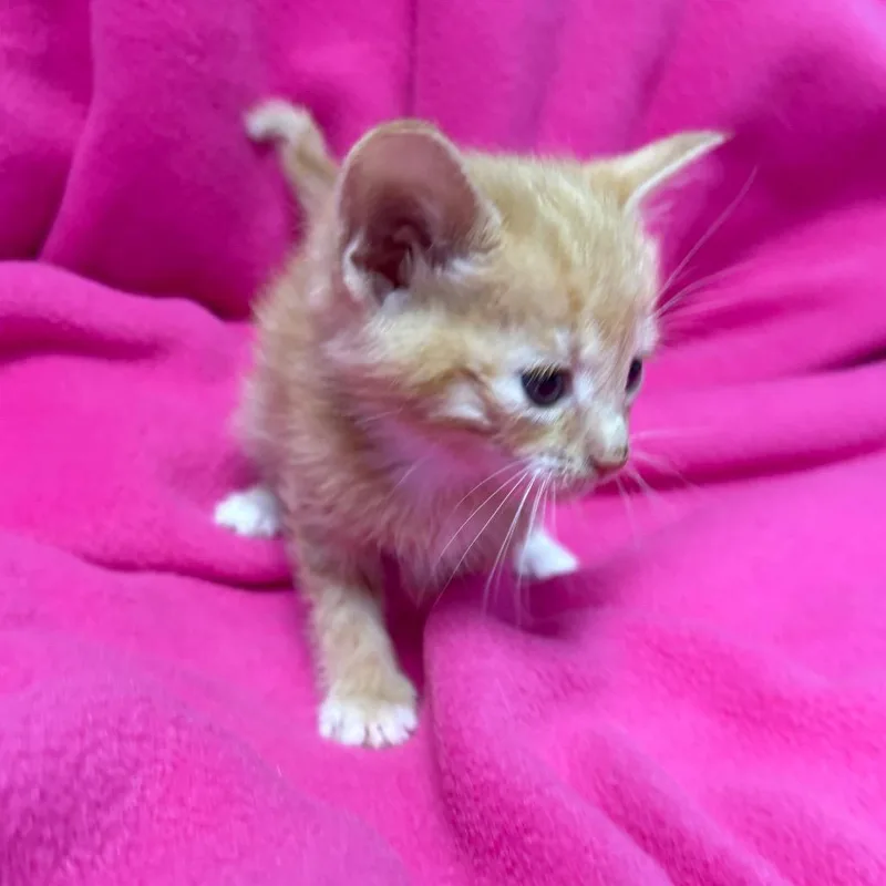 Ginny thumbnail 2