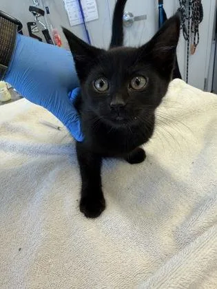 A young small-sized male Domestic Short Hair cat named Iron Man for adoption in Lafayette, IN