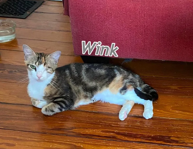 Wink thumbnail 3