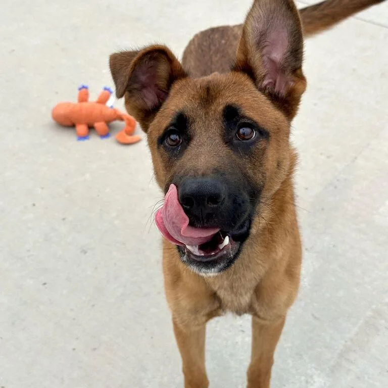 A young medium-sized male Yellow / Tan / Blond / Fawn Shepherd dog named Trifle for adoption in Matteson, IL