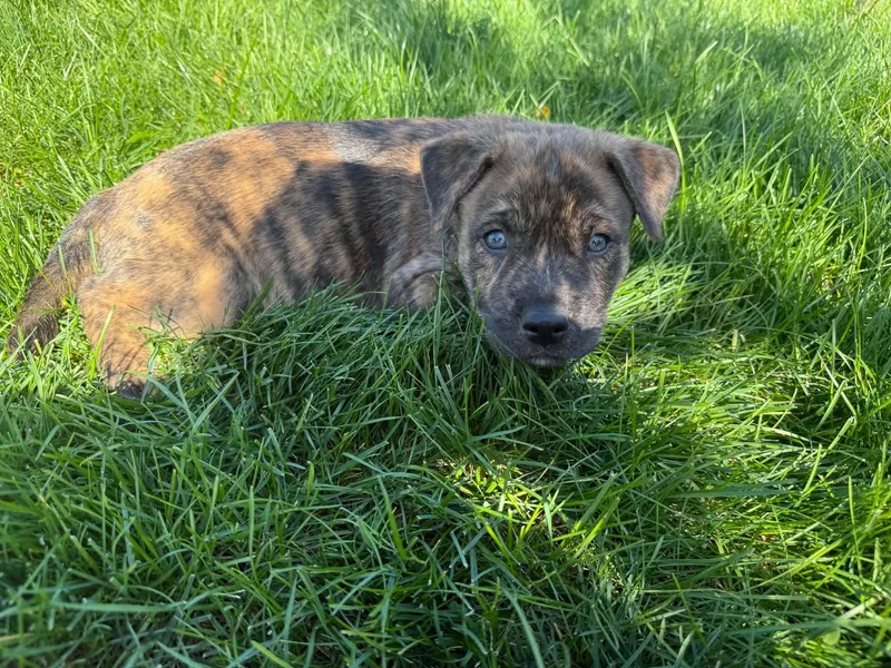 A baby large-sized male Brindle Mastiff dog named Riff for adoption in South Elgin, IL