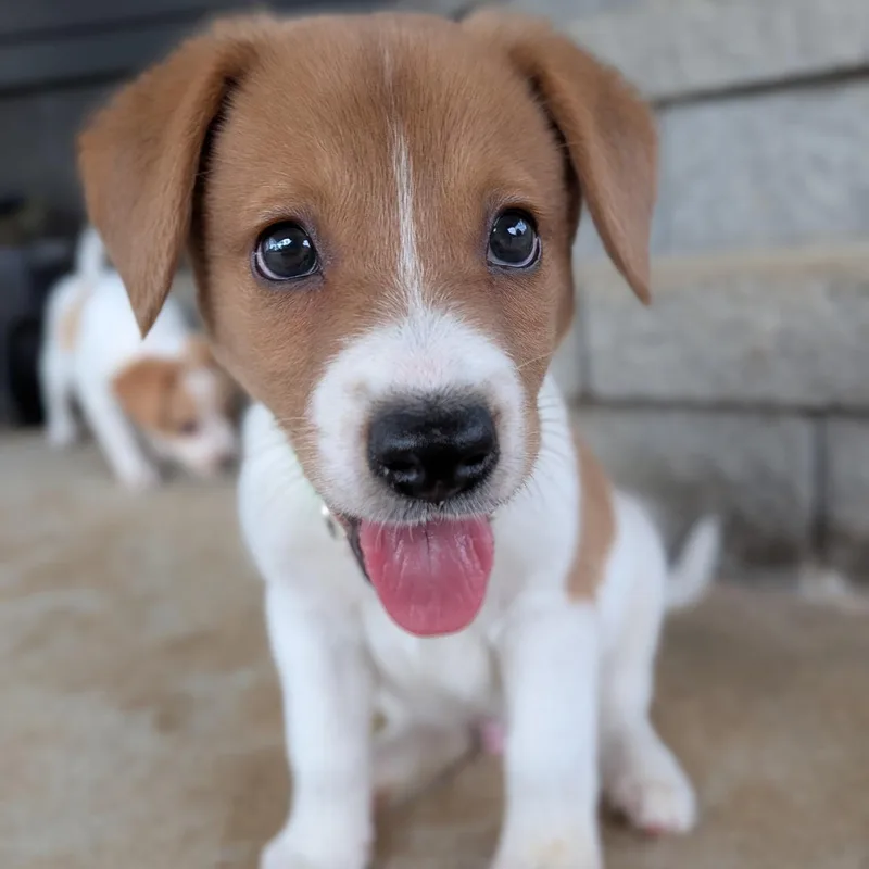 Toby