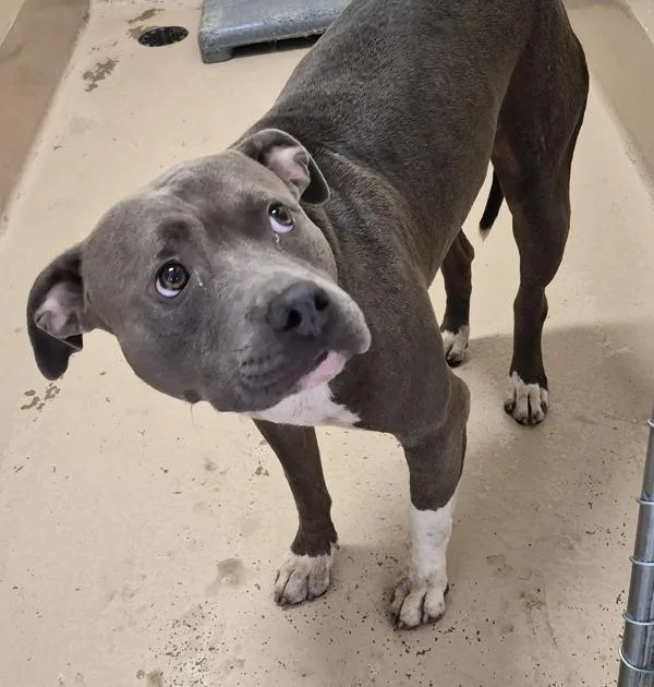 An adult large-sized male Pit Bull Terrier dog named Icd Mako for adoption in Lawrenceville, GA