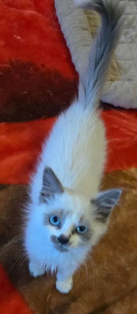 A baby small-sized male Siamese cat named The Bridgertons: Brimsley for adoption in Warren, CT