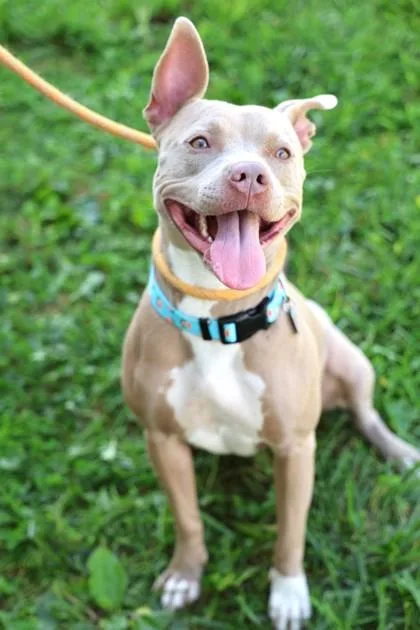 An adult medium-sized female Mixed Breed dog named Circe for adoption in Hamilton, OH