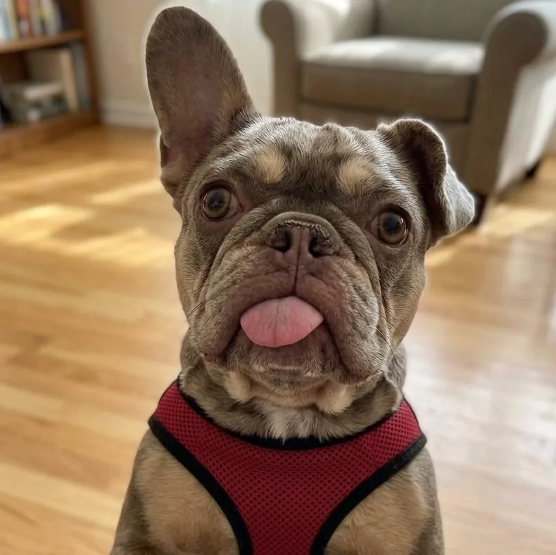A senior small-sized female French Bulldog dog named Bubbles for adoption in Boca Raton, FL