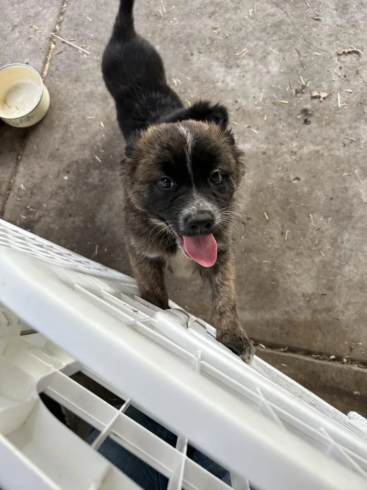 A baby medium-sized male Tricolor (Brown, Black, & White) German Shepherd Dog dog named Blaze for adoption in Anoka, MN