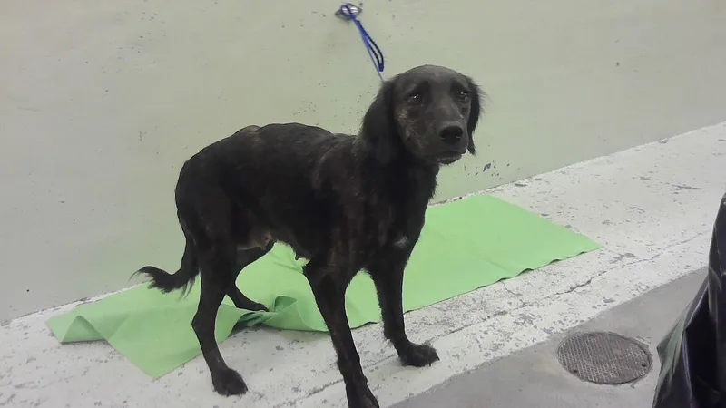 A young large-sized female Labrador Retriever dog named Flower for adoption in Houston, TX
