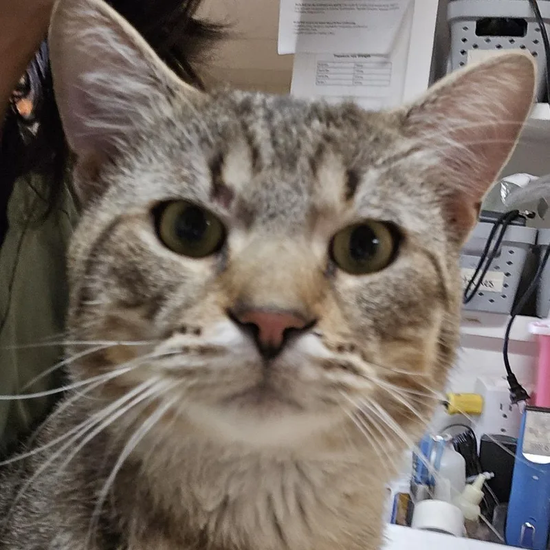 An adult large-sized male Brown / Chocolate Domestic Short Hair cat named Bubba  Handsome hunk for adoption in Flagstaff, AZ