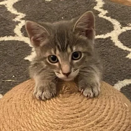 A baby small-sized female Domestic Short Hair cat named Tinkerbell for adoption in Wheaton, IL