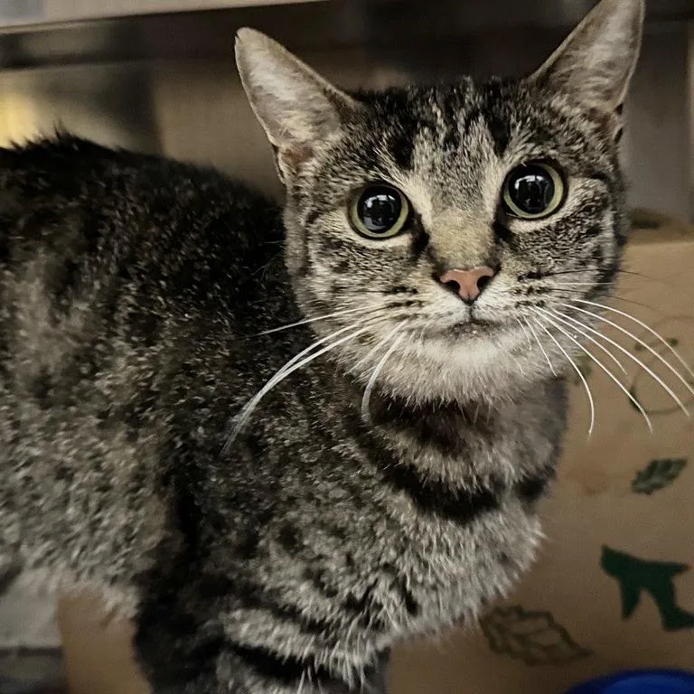 An adult medium-sized female Brown / Chocolate Domestic Short Hair cat named June for adoption in Saint Louis, MO