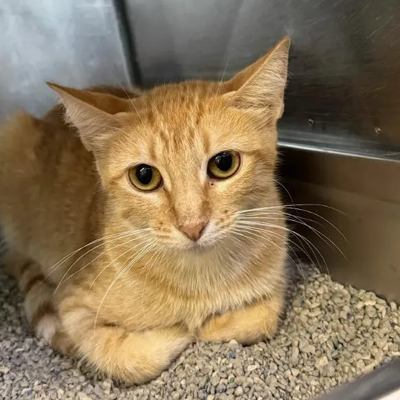 An adult medium-sized female Orange / Red Domestic Short Hair cat named Shiny Apple for adoption in Austin, TX