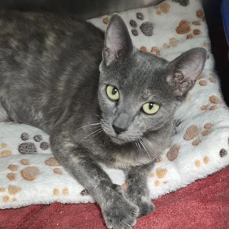 A young medium-sized female Domestic Short Hair cat named Carport for adoption in Lincoln, CA