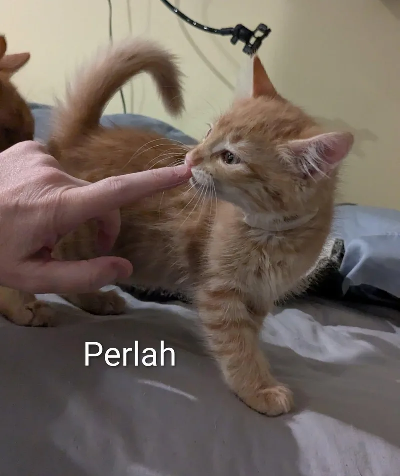 A baby medium-sized female Orange & White Domestic Short Hair cat named Perlah for adoption in Flint, TX