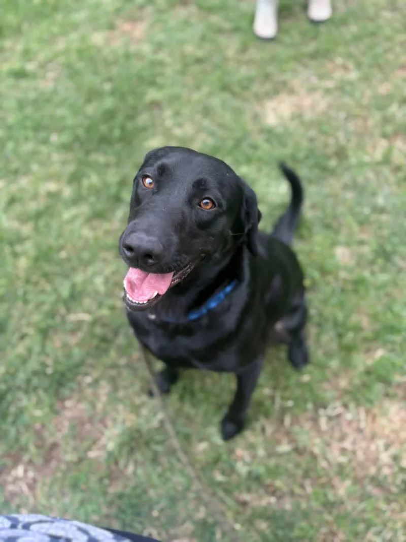 An adult large-sized male Black Labrador Retriever dog named Chance for adoption in Visalia, CA
