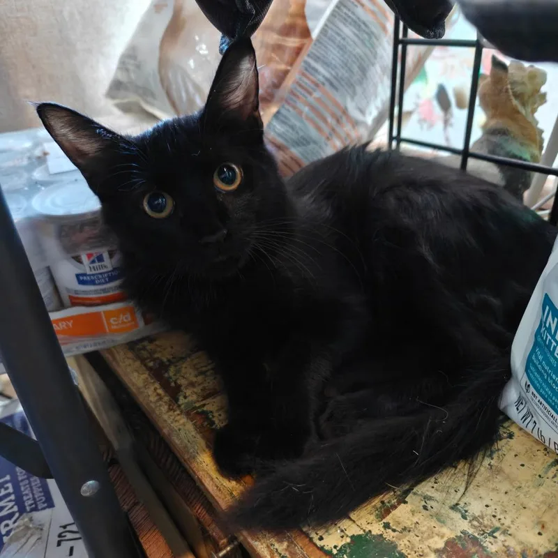 A baby small-sized male Black American Shorthair cat named Cole for adoption in New Orleans, LA