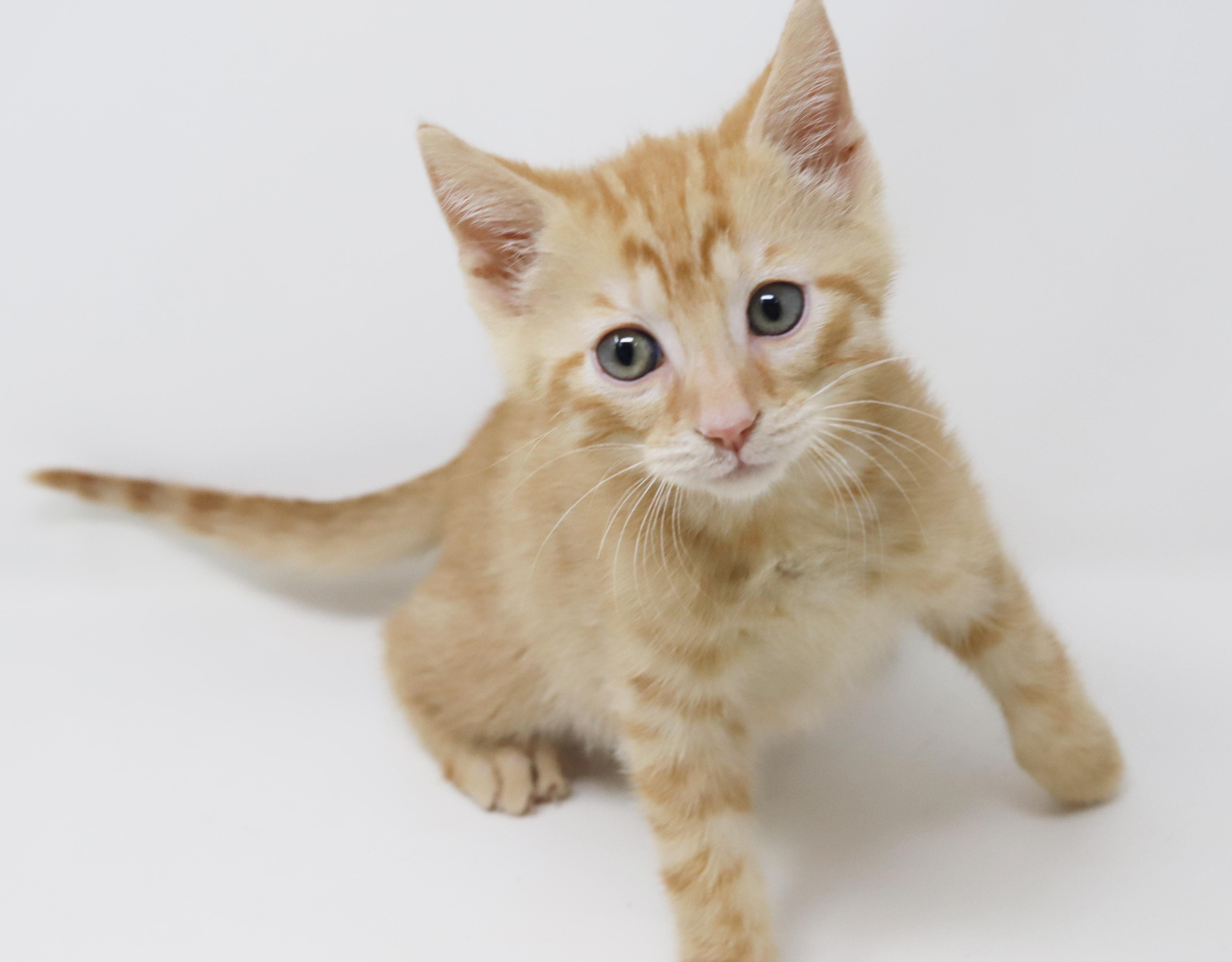 A baby small-sized male Orange / Red Tabby cat named Dunkin' Is So Darn for adoption in Bedford Hills, NY