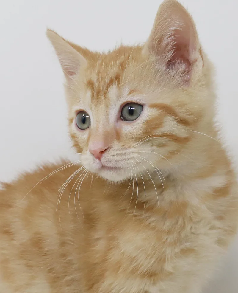Dunkin' Is So Darn thumbnail 3