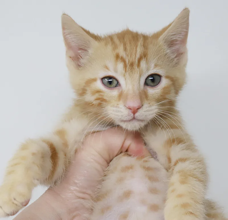 Dunkin' Is So Darn thumbnail 4
