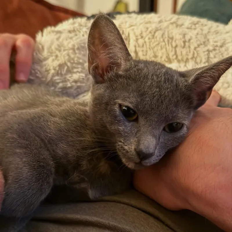 A baby small-sized female Domestic Short Hair cat named Mitzi Mae EF for adoption in Tallahassee, FL