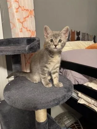 A baby medium-sized female Tabby (Gray / Blue / Silver) Domestic Short Hair cat named Fettucine for adoption in Edmond, OK