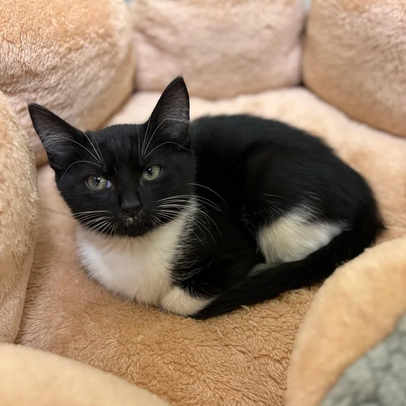A baby medium-sized male Black Domestic Short Hair cat named Sparky for adoption in Lynchburg, VA