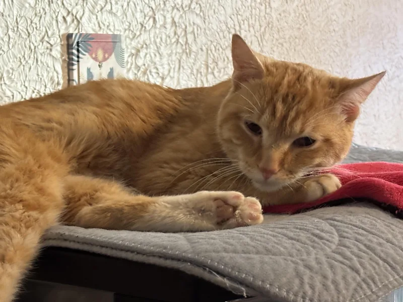 A young medium-sized male Orange / Red Domestic Short Hair cat named Orion for adoption in Pittsburgh, PA