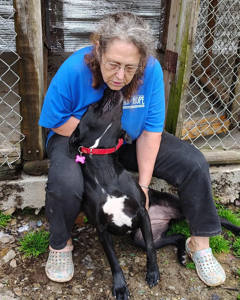 A young medium-sized female Black Labrador Retriever dog named Bella for adoption in Oldtown, MD