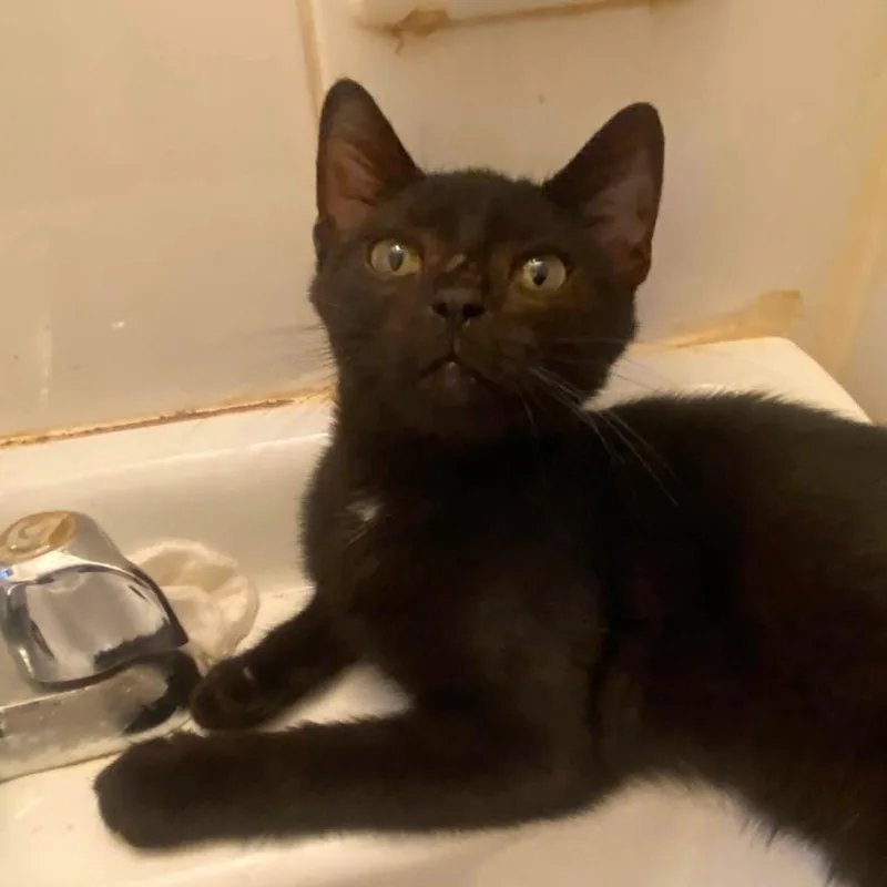 A baby small-sized female Black Domestic Short Hair cat named Misti for adoption in Brooklyn, NY