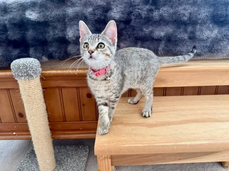 A young medium-sized female Tabby cat named Hazelnut for adoption in Knoxville, TN