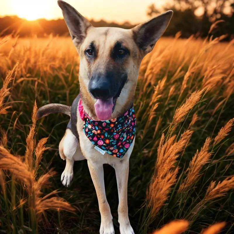 Pendlope Gs thumbnail 2