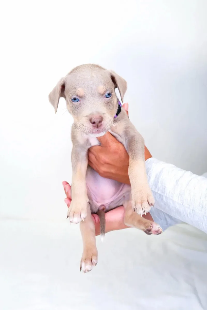 A baby medium-sized female Brown / Chocolate Shepherd dog named Froot Loop for adoption in Bixby, OK