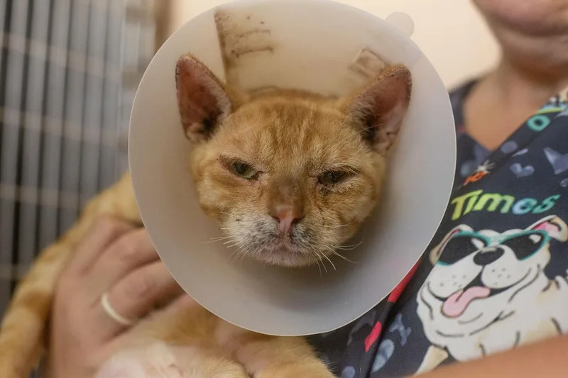 A senior medium-sized male Domestic Short Hair cat named Cheeto for adoption in Mountain Home, AR