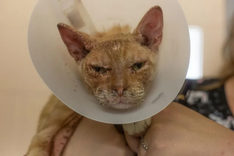 Cheeto thumbnail 2