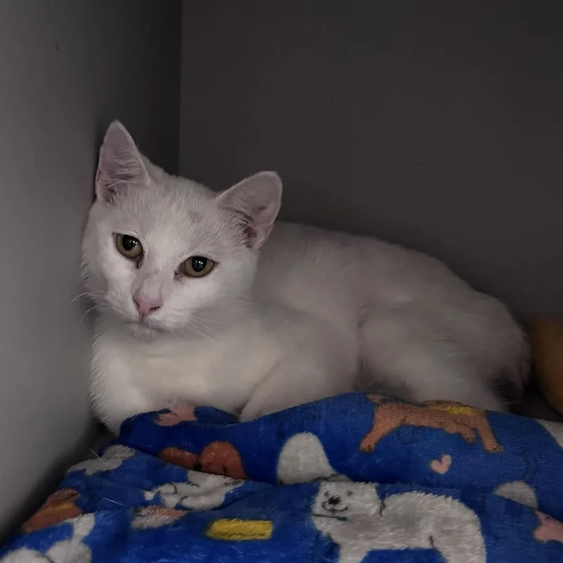 A young medium-sized female White Domestic Short Hair cat named Panda for adoption in SNOW HILL, NC