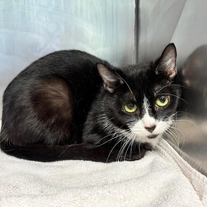 A young medium-sized female Black Domestic Short Hair cat named Polly Pocket for adoption in Birdsboro, PA