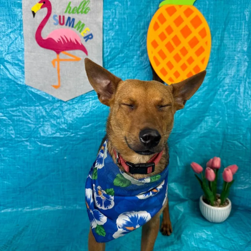 A baby small-sized male Yellow / Tan / Blond / Fawn Terrier dog named Bruno for adoption in Fresno, CA