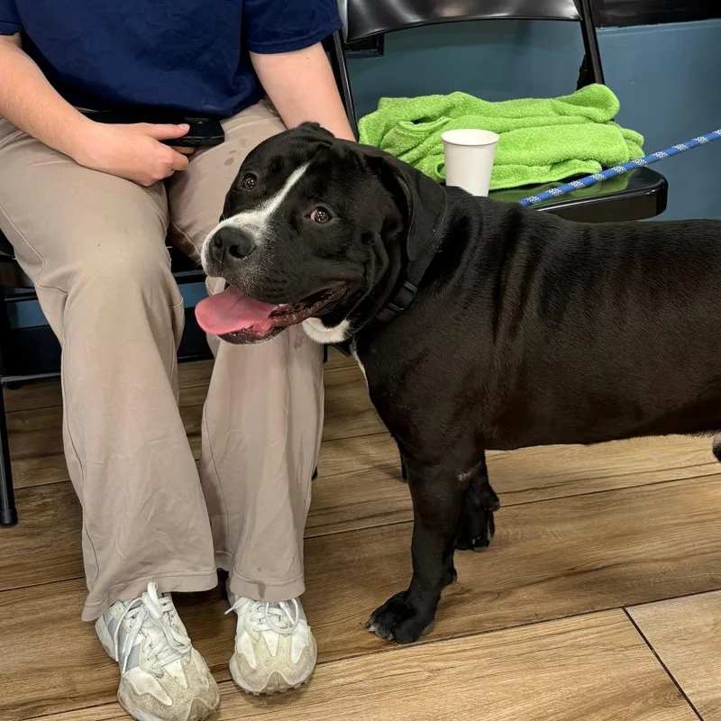 An adult large-sized male Black Pit Bull Terrier dog named Peter for adoption in Newark, NJ