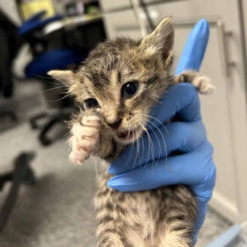 A baby small-sized female Brown / Chocolate Domestic Short Hair cat named Zeno for adoption in Greenville, SC