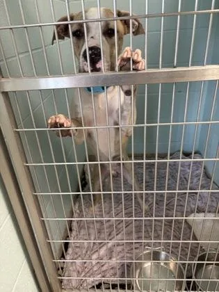 A young medium-sized male Pit Bull Terrier dog named Trax for adoption in Fishers, IN