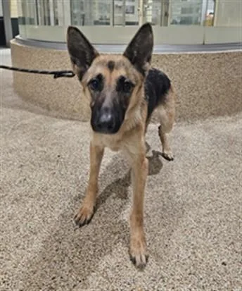 An adult large-sized female German Shepherd Dog dog named Bananas for adoption in Los Angeles, CA