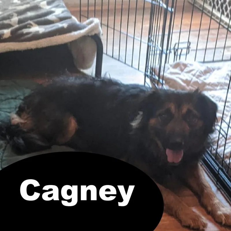 An adult medium-sized female Tricolor (Brown, Black, & White) Tibetan Spaniel dog named Cagney for adoption in Charlotte, NC