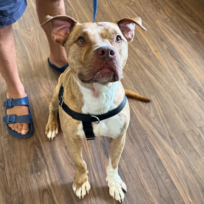 An adult large-sized male Mixed Breed dog named Rolo for adoption in LOXAHATCHEE, FL