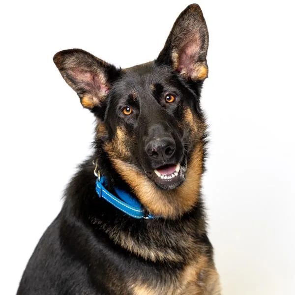 A young large-sized male German Shepherd Dog named Bob for adoption in Salem, OR