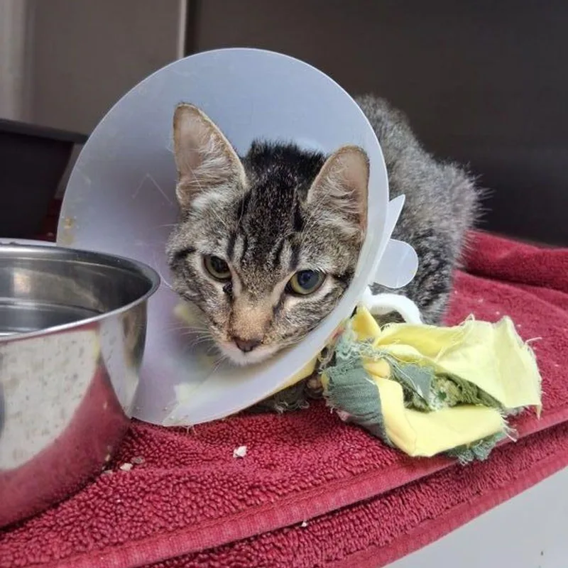 A young medium-sized female Gray / Blue / Silver Domestic Short Hair cat named Cherry for adoption in Lake Havasu City, AZ
