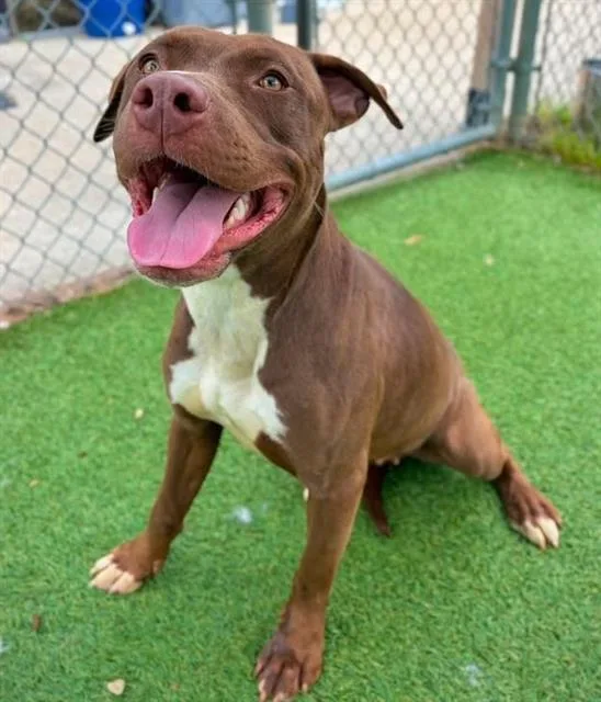 A young medium-sized female Mixed Breed dog named Racer for adoption in Columbia, SC