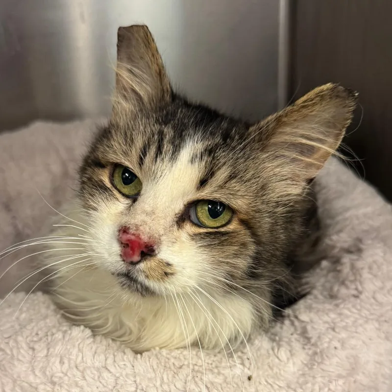 Knotty Neil thumbnail 2