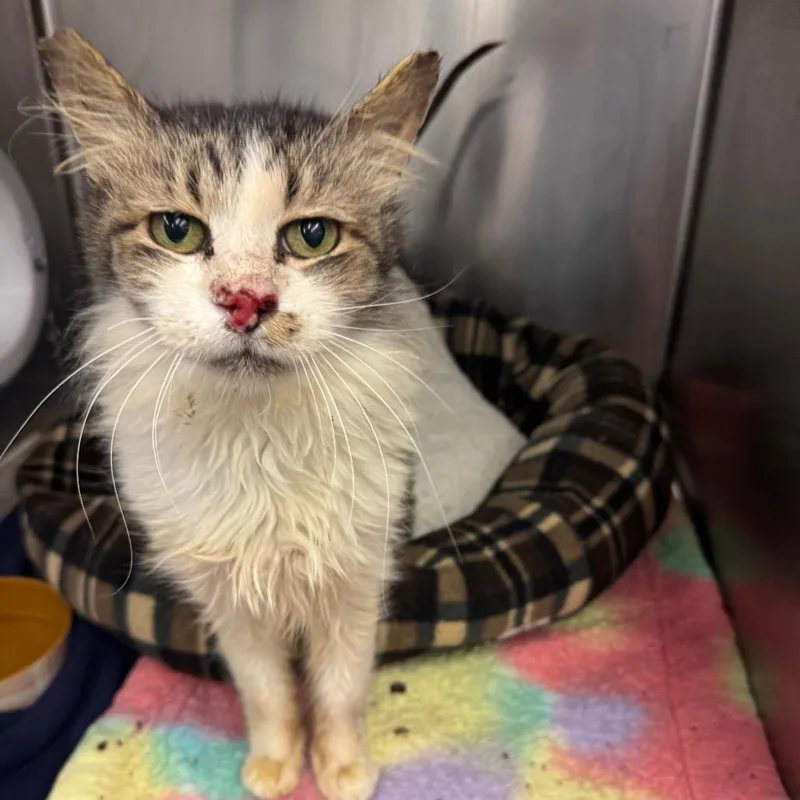 Knotty Neil thumbnail 3